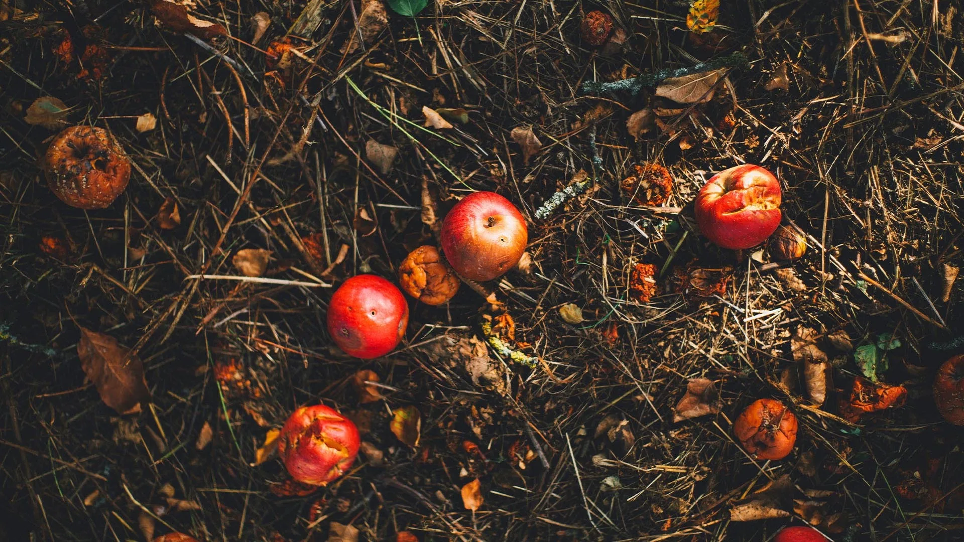 Le compostage : simple et naturel