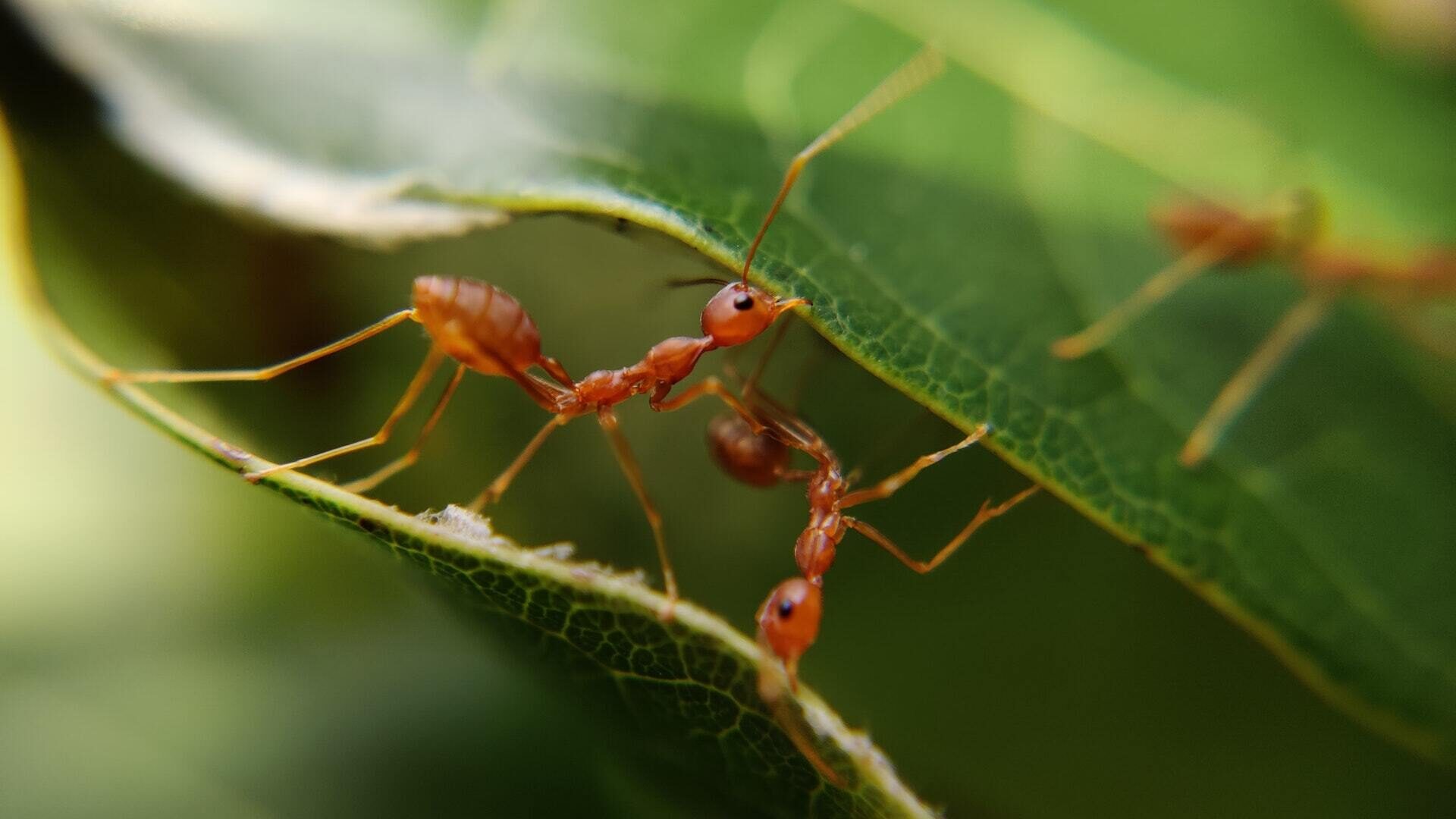 Chasser Les Fourmis De La Maison Sans Pesticides Équiterre 3335